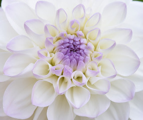 Dahlia blanc et bleu en été au jardin