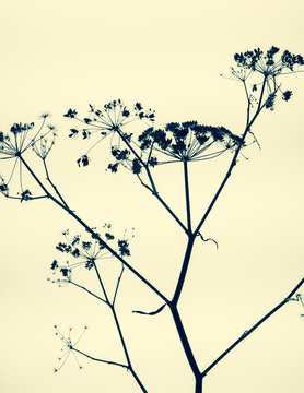 Still life of dried fennel flowers