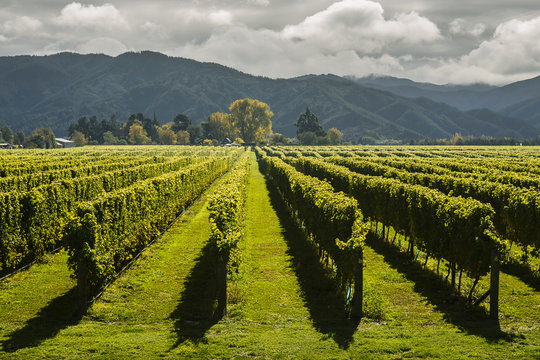 Vineyards in Marlborough Region