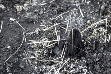 Burned bonfire black stump and smoking as they burn, selective focus.