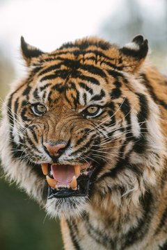 portrait of wild looking sumatran tiger