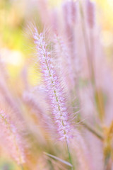 Close up of pink grass flower, Soft focus, process vintage sweet color.