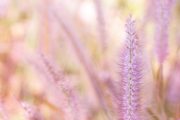 Close up of pink grass flower, Soft focus, process vintage sweet color.