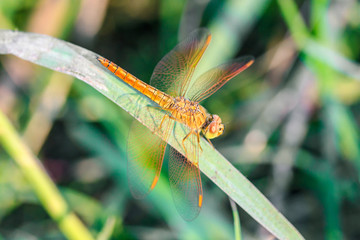 Dragonfly sitting on the green grass in the garden.