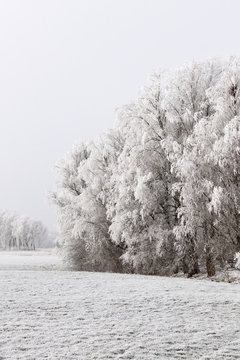 White frost on trees in winter