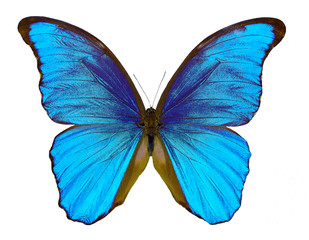 Naklejka na ściany i meble butterfly Morpho didius