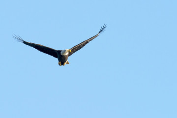 Fototapeta na wymiar Bald eagle flying and drifting in the air