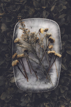 Yellow flowers frozen in ice