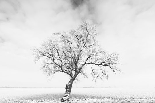 High contrast b&w photo of a tree in a foggy field in winter