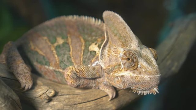 Close-up view of chameleon sitting on the branch.