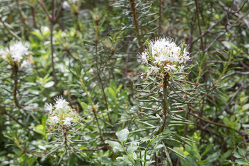  Labrador tea or wild rosemary.(Rhododendron tomentosum).Grows in the wild nature in the pine wood.