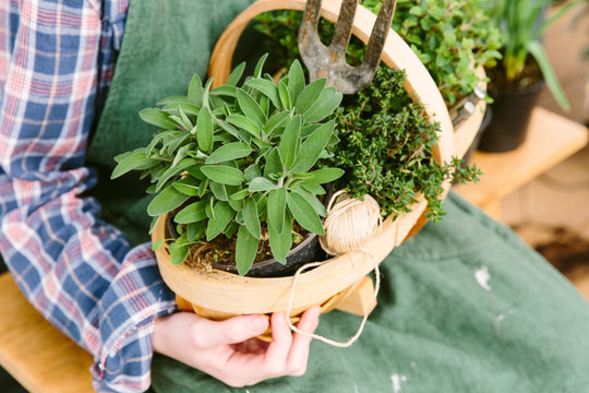 Gardener holding young herb plants re