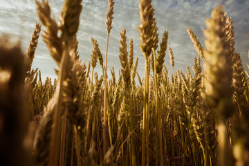 Wheat Fields in Ohio