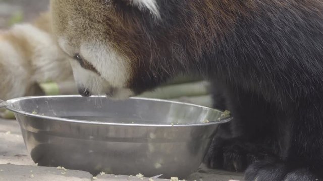 Red Panda eating from a metal bowl
