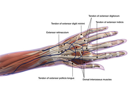 Hand Labeled Tendons and Muscle Anatomy Dorsal View on White