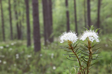  Labrador tea or wild rosemary.(Rhododendron tomentosum).Grows in the wild nature in the pine wood.