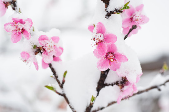 Peach blossom branches covered with fresh snow
