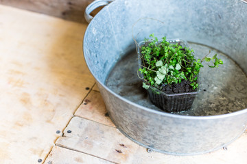 floral decor, gardening, care concept. on the rough wooden surface of floor there is aluminum basin...