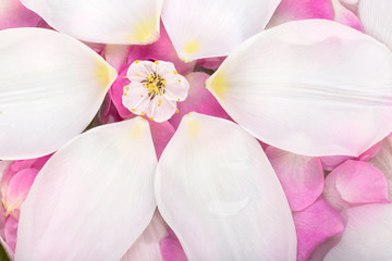 Fototapeta na wymiar harmony, environment, spa procedure concept. top view of circle created of white tulip petals that surround lovely and cute blossom that fell from cherry tree