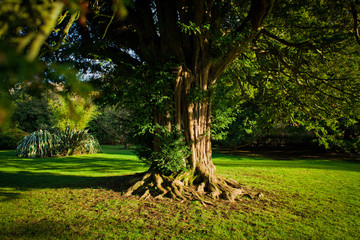 Old yew tree in formal garden
