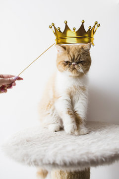 Exotic long hair cat
