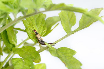 Small earwig in tomato plant, on white background. This insect is used in organic farming as biological pest control of other bugs