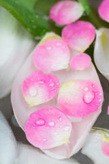 Fototapeta na wymiar floral arrangement, decoration, spa concept. there are few small pink petals are floating on the water surface under big one petal of tulip that look like sink with pearls