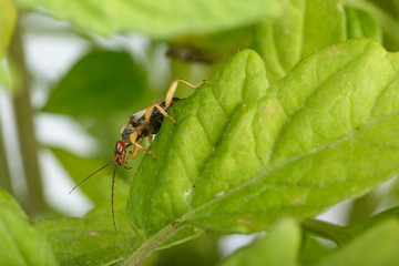 Earwig looks out from the edge of tomato leaf. Adult male exemplar of Forficula auricularia, a well known insect pest in farming