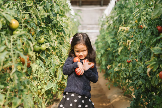 Young girl picking tomato in greenhouse