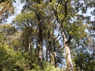 Wanderung durch einen Wald bei Nainital in Indien