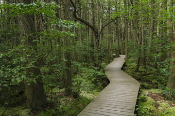Boardwalk through White Cedar Swamp