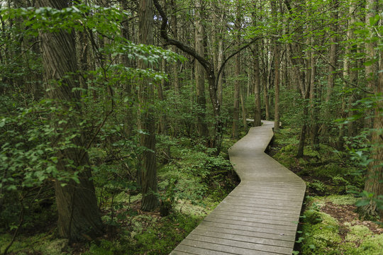 Boardwalk through White Cedar Swamp