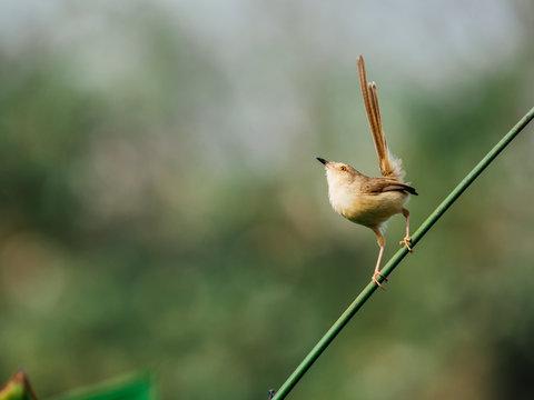 Tawny-flanked Prinia (Prinia subflava) bird