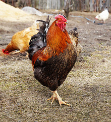 Red cock with hen
