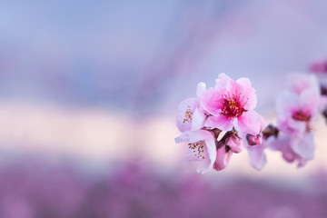Pink cherry blossoms in spring
