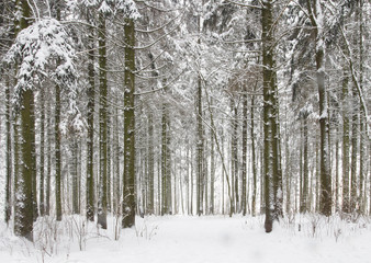 Snowy winter forest. White snow in cold frosty forest. Winter background.