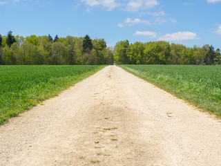 Fototapeta na wymiar path between fields in spring