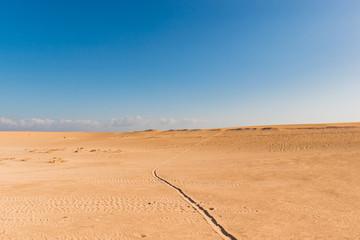 Corralejo sand dunes on clear blue sky, Canary Islands