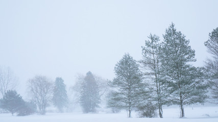 Pine Trees and a Winter Storm