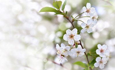 Blooming cherry tree, flowers with leaves on twig on a spring day with space for text