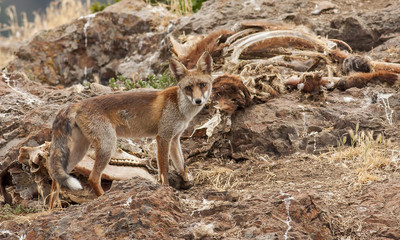Red fox