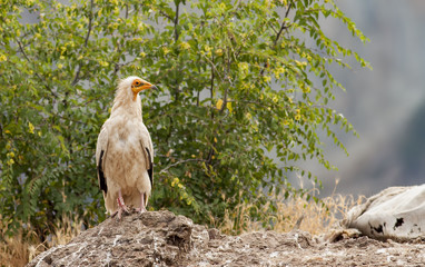 Egyptian Vulture