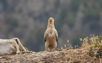 Egyptian Vulture