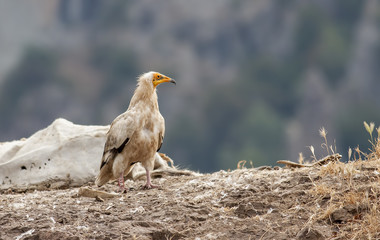 Egyptian Vulture