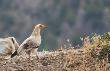 Egyptian Vulture
