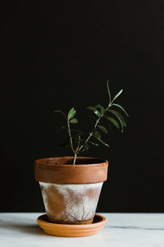 Potted Olive Tree Sapling