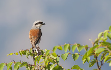 Red-backed Shrike
