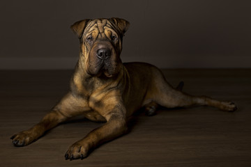  Portrait of Red Wrinkled Sharpei Dog
