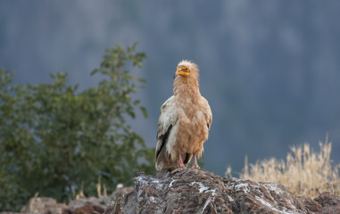 Egyptian Vulture