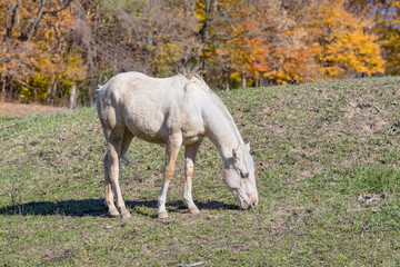 Obraz na płótnie Canvas Out to Pasture - Autumn Horse